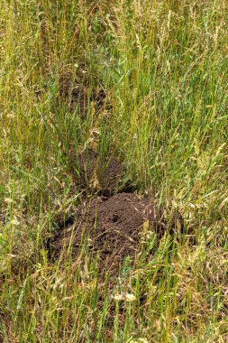 Toprak beninin siperindeki izler. Buğday tarlasında köstebekler tarafından kazılan toprak izleri. Bir tarla haşeresi. Toprak yığınına odaklan.