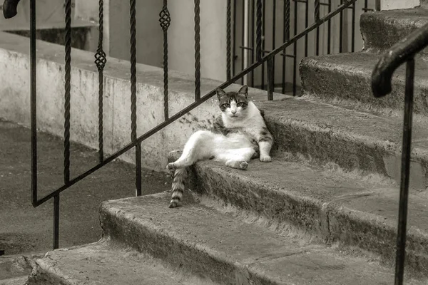 家の階段の上にはふわふわのジンジャー猫が腰を下ろして 大胆にお客さんを見ている 階段の石段の上には太った生姜猫が腰を下ろしている — ストック写真
