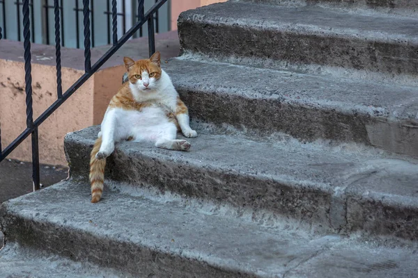 家の階段の上にはふわふわのジンジャー猫が腰を下ろして 大胆にお客さんを見ている 階段の石段の上には太った生姜猫が腰を下ろしている — ストック写真