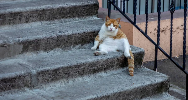 An impudent fat ginger cat sits on the steps of the house and boldly looks at visitors. Fat ginger cat sits lounging on the stone steps of the stairs