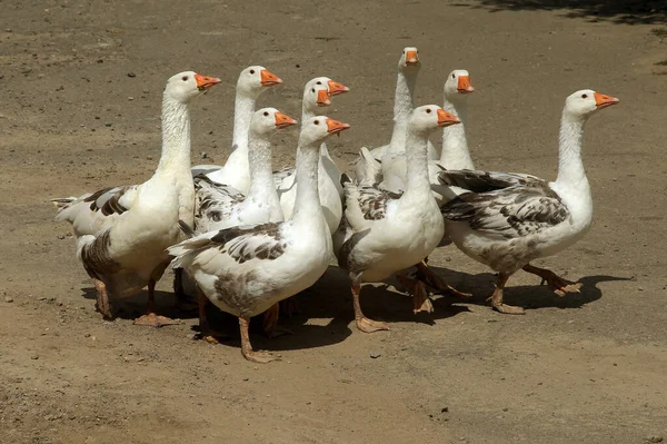 Ganzen Steken Zomer Weg Het Dorp Een Kleurrijk Typisch Beeld — Stockfoto