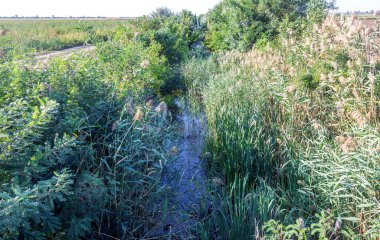 Çürümüş, kokuşmuş, kirli su kalıntılarıyla dolu eski bir toprak sulama kanalı. Kırım 'ın su ablukası sonucunda yapay kuraklık, toprak kanalının kullanılmayan suyu çürür ve kaybolur.