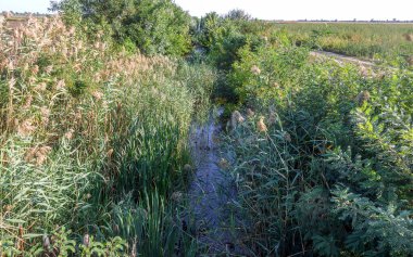Çürümüş, kokuşmuş, kirli su kalıntılarıyla dolu eski bir toprak sulama kanalı. Kırım 'ın su ablukası sonucunda yapay kuraklık, toprak kanalının kullanılmayan suyu çürür ve kaybolur.