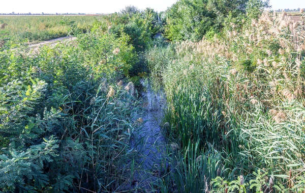 腐った 汚染された水の遺跡と古い生い茂った土の灌漑運河 クリミア半島の水封鎖の結果 人工的な干ばつ 土の運河の未利用の水が腐敗し消えます — ストック写真