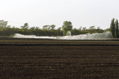 Otomatik tarım sulama sistemi, tarımın kurak bölgesindeki tarlaların sulanması. Uzun bir fıskiye hattı tohum tarlasını suluyor. Tarım endüstrisi, kuru arazi tarımı