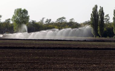 Otomatik tarım sulama sistemi, tarımın kurak bölgesindeki tarlaların sulanması. Uzun bir fıskiye hattı tohum tarlasını suluyor. Tarım endüstrisi, kuru arazi tarımı