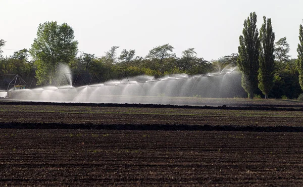 Otomatik tarım sulama sistemi, tarımın kurak bölgesindeki tarlaların sulanması. Uzun bir fıskiye hattı tohum tarlasını suluyor. Tarım endüstrisi, kuru arazi tarımı