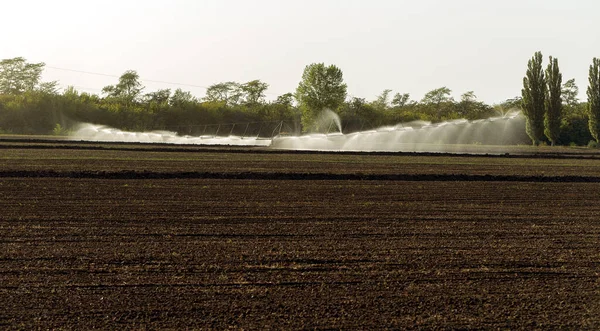 Otomatik tarım sulama sistemi, tarımın kurak bölgesindeki tarlaların sulanması. Uzun bir fıskiye hattı tohum tarlasını suluyor. Tarım endüstrisi, kuru arazi tarımı