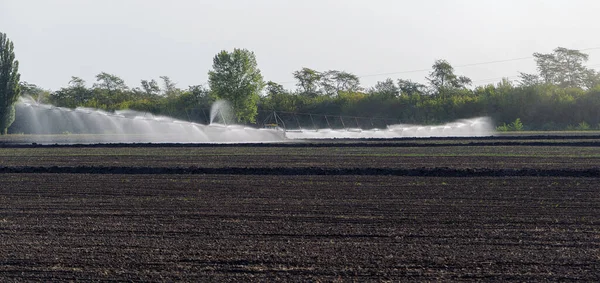 Otomatik tarım sulama sistemi, tarımın kurak bölgesindeki tarlaların sulanması. Uzun bir fıskiye hattı tohum tarlasını suluyor. Tarım endüstrisi, kuru arazi tarımı