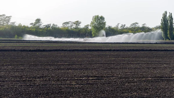 Otomatik tarım sulama sistemi, tarımın kurak bölgesindeki tarlaların sulanması. Uzun bir fıskiye hattı tohum tarlasını suluyor. Tarım endüstrisi, kuru arazi tarımı