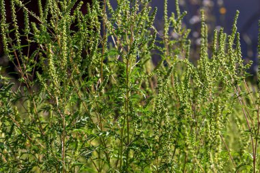 Ambrosia çalıları. Ambrosia artemisiifolia yaz ve sonbaharda alerjiye neden olur. Ambrosia tehlikeli bir ottur. Polenleri çiçek açarken şiddetli ağız alerjilerine neden olur.