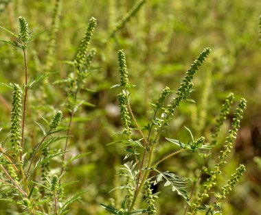 Ambrosia çalıları. Ambrosia artemisiifolia yaz ve sonbaharda alerjiye neden olur. Ambrosia tehlikeli bir ottur. Polenleri çiçek açarken şiddetli ağız alerjilerine neden olur.