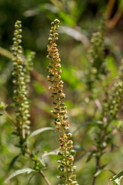 Artemisia yabani otları sonbahar alerjisine neden olur. Ayrıca yıllık yosun, acı yosun, siyah ot, havuç otu, saman nezlesi, kekeme, hintyağı bitkisi, püsküllü ot ve Amerikan pelin otu olarak da bilinir.
