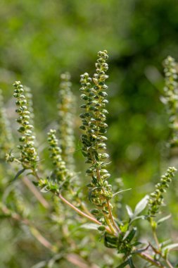 Artemisia yabani otları sonbahar alerjisine neden olur. Ayrıca yıllık yosun, acı yosun, siyah ot, havuç otu, saman nezlesi, kekeme, hintyağı bitkisi, püsküllü ot ve Amerikan pelin otu olarak da bilinir.