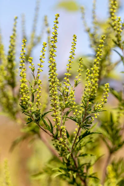 Ambrosia Bushes Ambrosia Artemisiifolia Causes Allergies Summer Autumn Ambrosia Dangerous — Stock Photo, Image