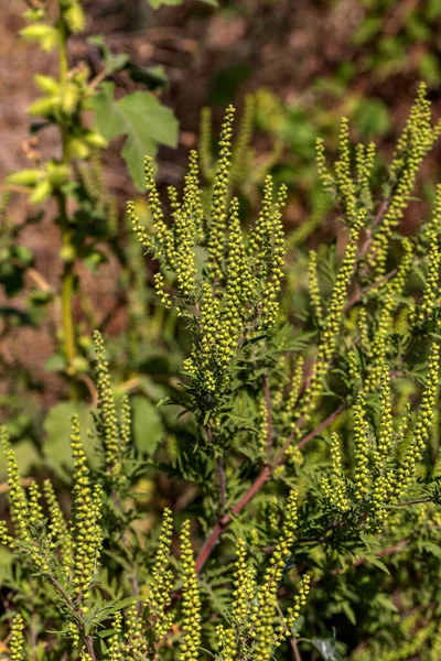 Ambrózia Bokrok Ambrosia Artemisiifolia Nyáron Ősszel Allergiát Okoz Ambrózia Veszélyes — Stock Fotó