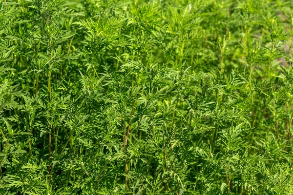 安布洛西亚灌木丛 在夏天和秋天 青蒿素引起过敏反应 安布洛西亚是危险的杂草 它的花粉在开花过程中引起严重的口腔过敏 — 图库照片