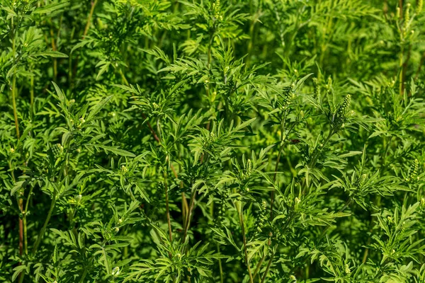 安布洛西亚灌木丛 在夏天和秋天 青蒿素引起过敏反应 安布洛西亚是危险的杂草 它的花粉在开花过程中引起严重的口腔过敏 — 图库照片