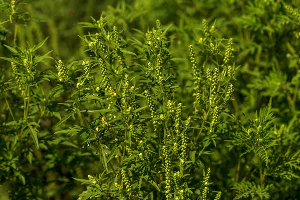 Ambrózia Bokrok Ambrosia Artemisiifolia Nyáron Ősszel Allergiát Okoz Ambrózia Veszélyes — Stock Fotó