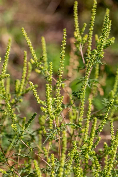 Ambrosijské Keře Ambrosia Artemisiifolia Způsobuje Alergie Létě Podzim Ambrosie Nebezpečná — Stock fotografie