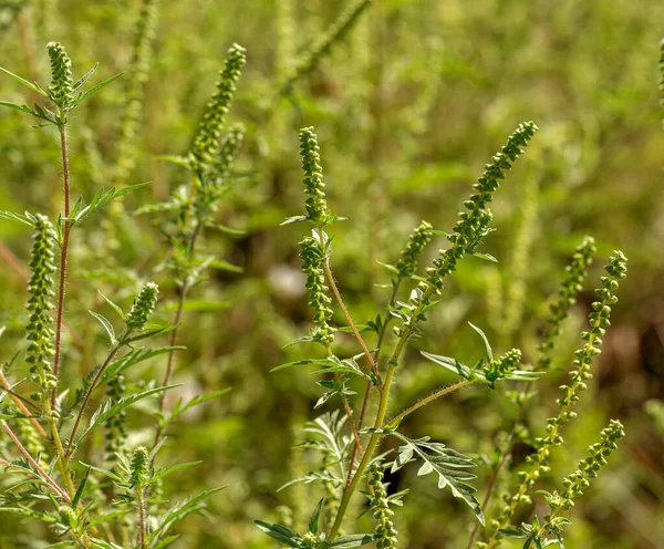 Arbustos Ambrosia Ambrosia Artemisiifolia Causa Alergias Verano Otoño Ambrosia Hierba — Foto de Stock