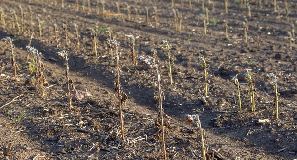 Соняшникове Поле Поганий Урожай Соняшнику Через Відсутність Дощу Зміна Клімату — стокове фото