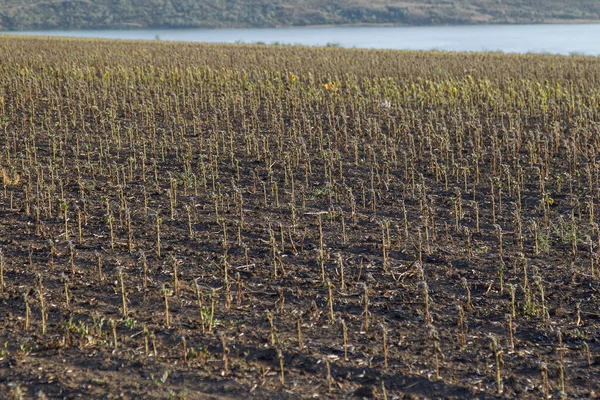 Campo Girassol Pobre Colheita Girassol Devido Falta Chuva Alterações Climáticas — Fotografia de Stock