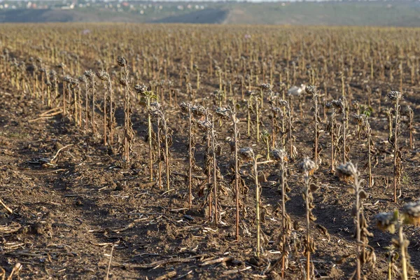 Campo Girassol Pobre Colheita Girassol Devido Falta Chuva Alterações Climáticas — Fotografia de Stock