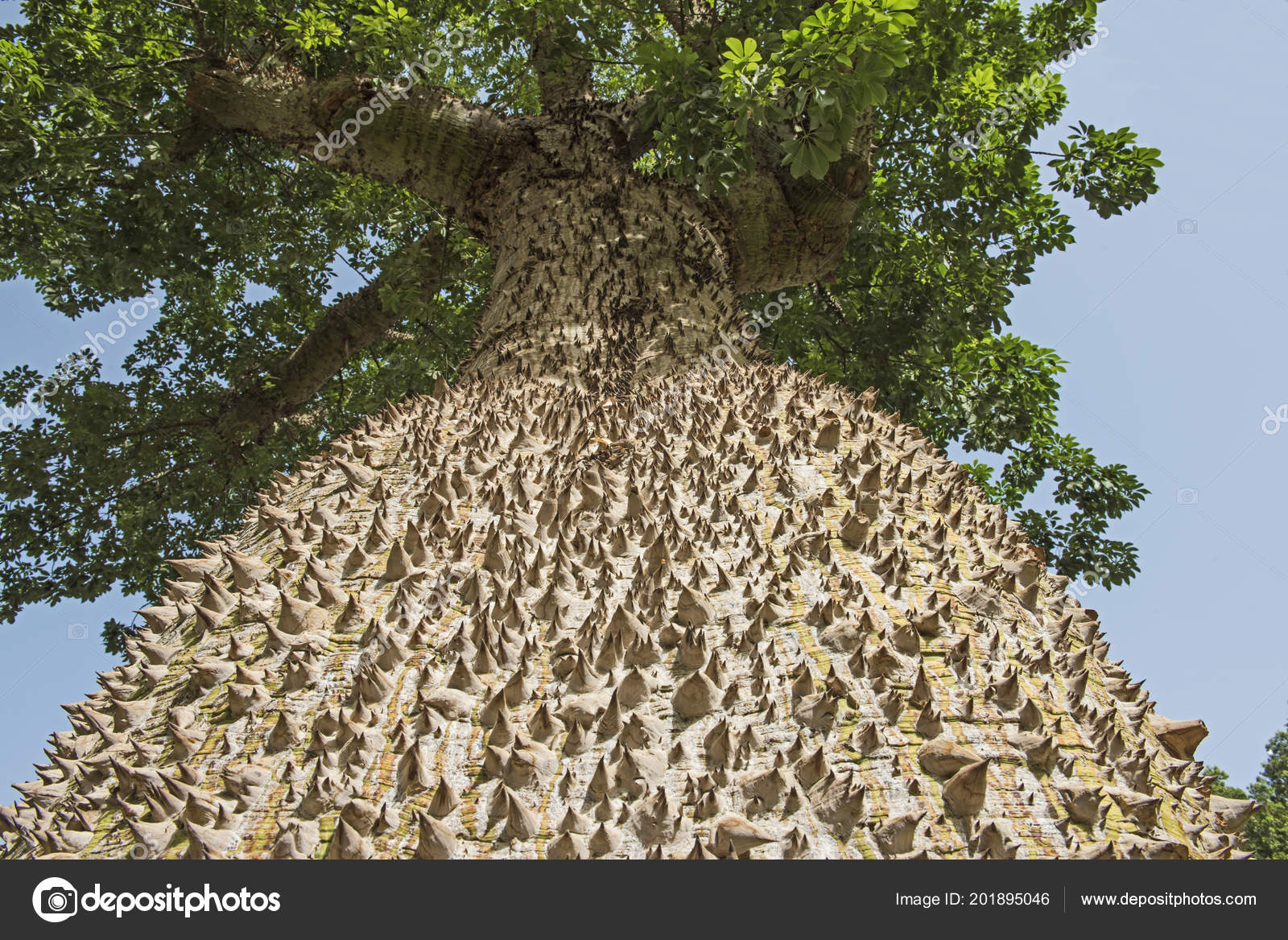Close Detail Large Trunk Silk Floss Tree Ceiba Speciosa Spiky Stock Photo By C Paulvinten