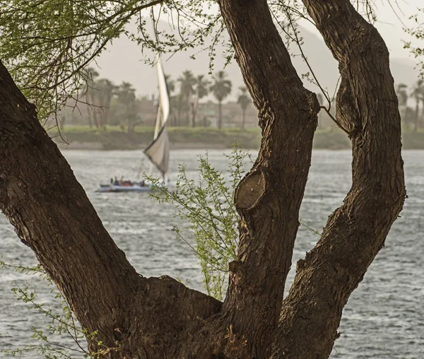 木の幹に囲まれた川沿いの農村田園での伝統的なエジプト フェルッカ セーリング ボート エジプトのナイル — ストック写真
