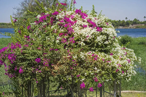 Padiglione Pagoda Metallo Acciaio Ambiente Formale Giardino Rurale Sulla Riva — Foto Stock