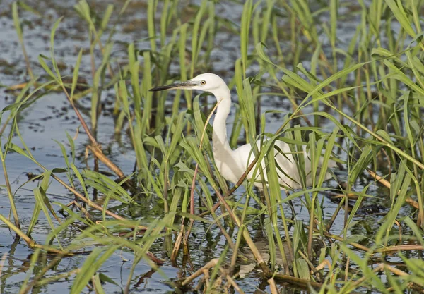 Seidenreiher Egretta Garzetta Wildvogel Stand Wasser Des Ufersumpfes Mit Grasschilf — Stockfoto