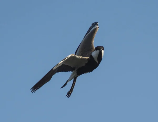 Spur Winged Lapwing Plover Vanellus Spinosus Wild Bird Flight — Stock Photo, Image