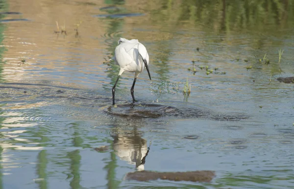 Little Egret Egretta Garzetta Vild Fågel Stod Jakt Grunt Vatten — Stockfoto