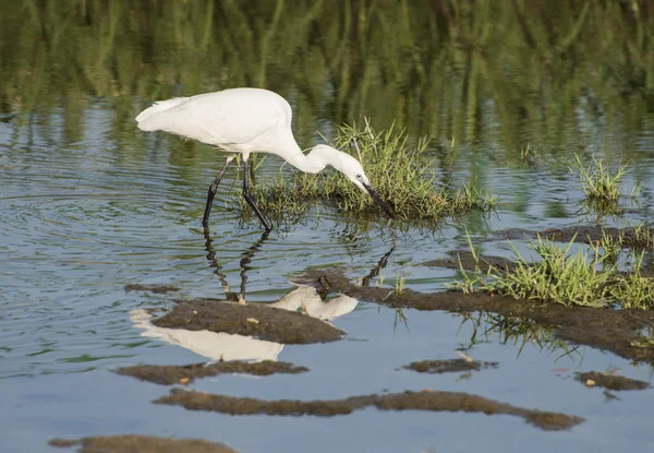 小白鹭白鹭 Garzetta 野鸟在河岸湿地沼泽浅水中的倒影 — 图库照片