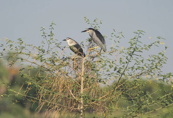 Par Garças Noite Nycticorax Nycticorax Pássaro Selvagem Ficou Topo Árvore — Fotografia de Stock