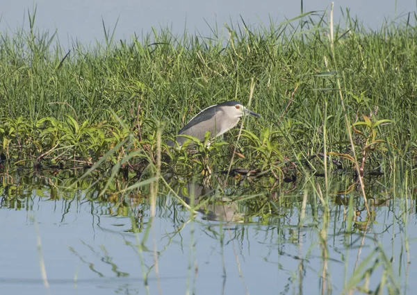 Νύχτα Heron Nycticorax Nycticorax Άγριο Πτηνό Βρισκόταν Στο Ποταμού Τράπεζα — Φωτογραφία Αρχείου