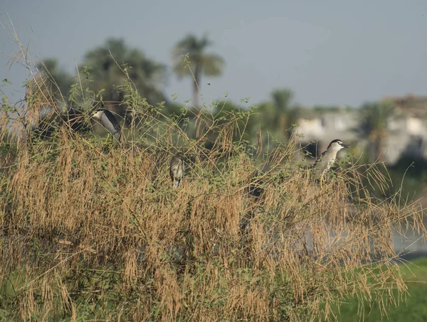 Çift Yetişkin Gece Balıkçıllar Juvenil Nycticorax Nycticorax Yabani Kuşlar Ağaç — Stok fotoğraf