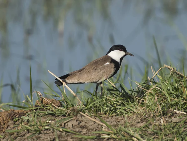 平翼ラッピング千鳥 Vanellus Spinosus 野鳥の前景の草葦川銀行湿原の上に立って — ストック写真