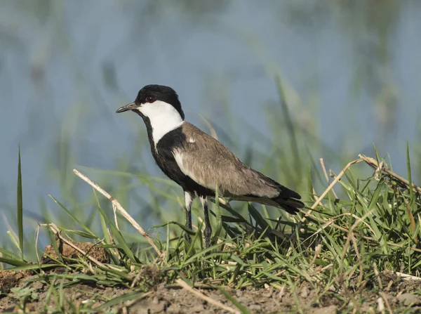 Čejka Trnitá Kulík Vanellus Spinosus Volně Žijících Ptáků Stál Řece — Stock fotografie