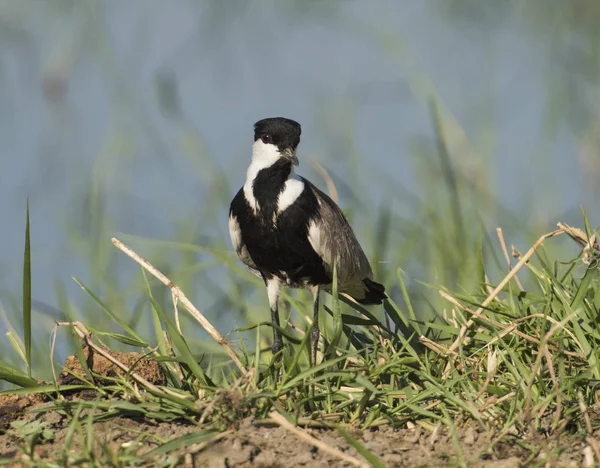 平翼ラッピング千鳥 Vanellus Spinosus 野鳥の前景の草葦川銀行湿原の上に立って — ストック写真