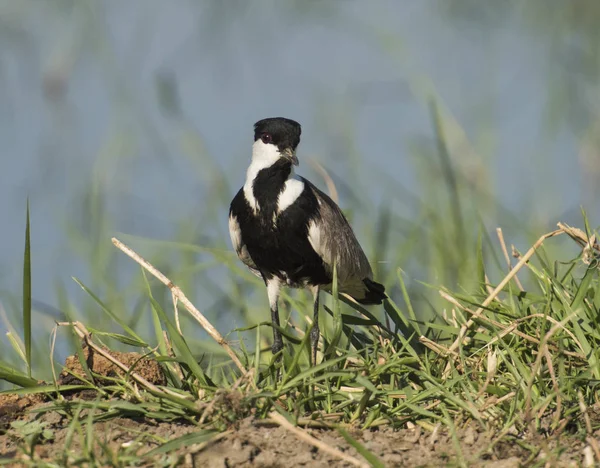 Szponiasta Sieweczka Vanellus Spinosus Dziki Ptak Stanął Bagna Bank Rzeki — Zdjęcie stockowe