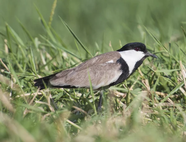 Čejka Trnitá Kulík Vanellus Spinosus Volně Žijících Ptáků Stál Řece — Stock fotografie