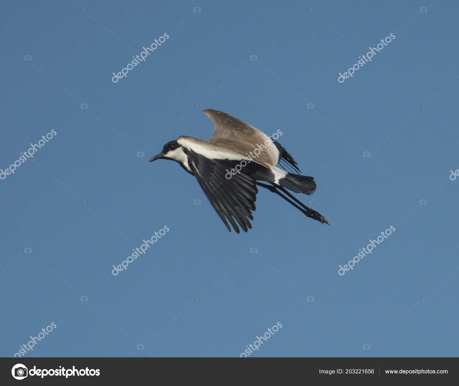 Pluvier Spur Winged Lapwing Vanellus Spinosus Sauvage