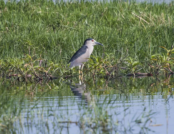 Night Heron Nycticorax Nycticorax Wild Bird Stood River Bank Marshland — Stock Photo, Image