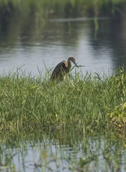 Молодая Фиолетовая Цапля Ardea Purpurea Дикая Птица Стояла Берегу Реки — стоковое фото