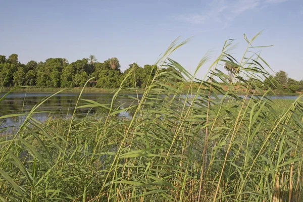 Closeup Detail Tall Grass Reeds Growing Bank Large River Rural — Stock Photo, Image