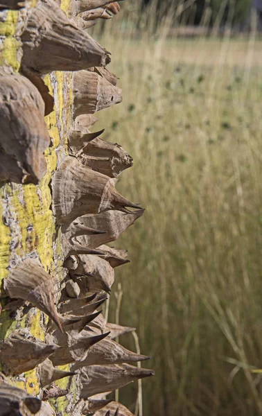 Közeli Részlet Nagy Láda Selyem Fogselymet Ceiba Speciosa Tüskés Tövisek — Stock Fotó