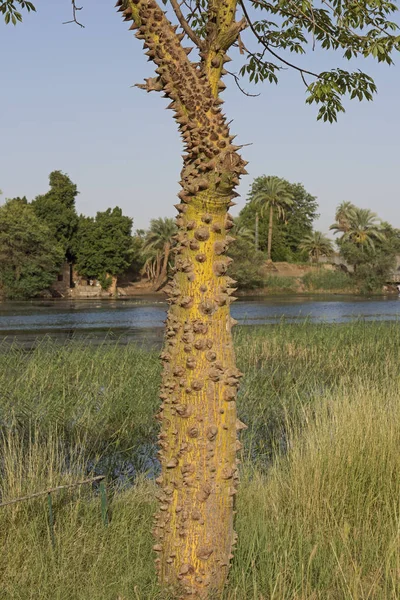 Hedvábná Nit Strom Ceiba Speciosa Špičaté Trny Listnatou Klenbu Louce — Stock fotografie