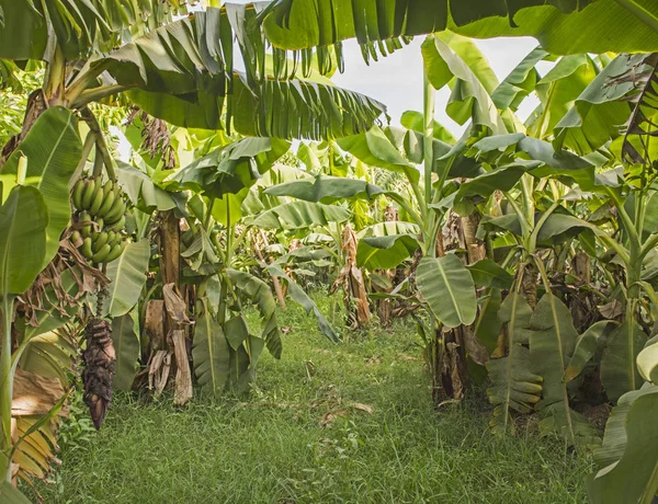 Tät Vegetation Banan Växter Musa Acuminata Tropiska Jordbruket Gård Plantage — Stockfoto